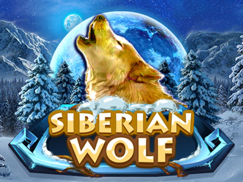Siberian Wolf